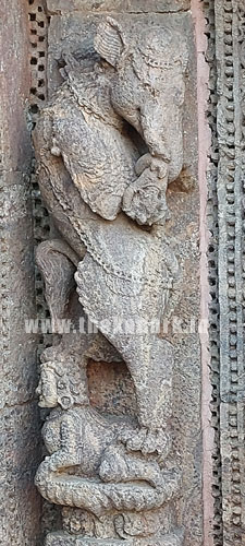 Gaja Vidala Gaja Vidala